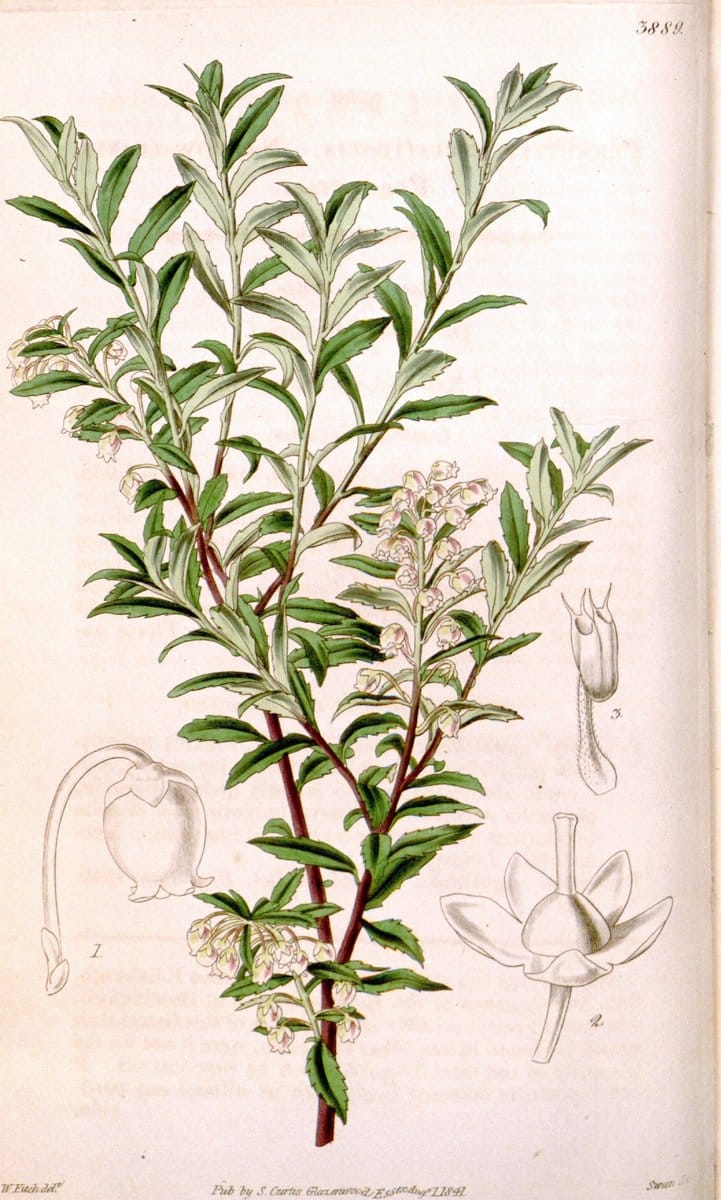 Curtis's botanical magazine. London ; New York [etc.] :Academic Press [etc.]. | "Botanical illustration" Botany Periodicals "Pictorial works" "Plants, Ornamental"  | Vintage Print Reproduction 457036