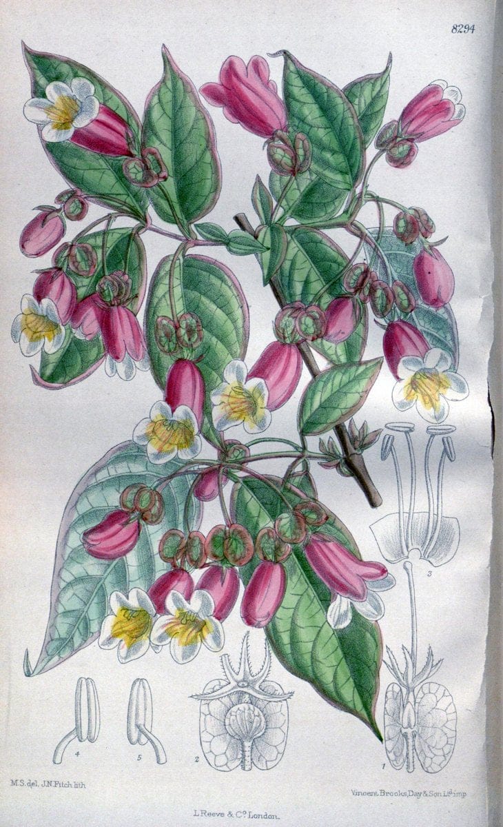 Curtis's botanical magazine. London ; New York [etc.] :Academic Press [etc.]. | "Botanical illustration" Botany Periodicals "Pictorial works" "Plants, Ornamental"  | Vintage Print Reproduction 457037