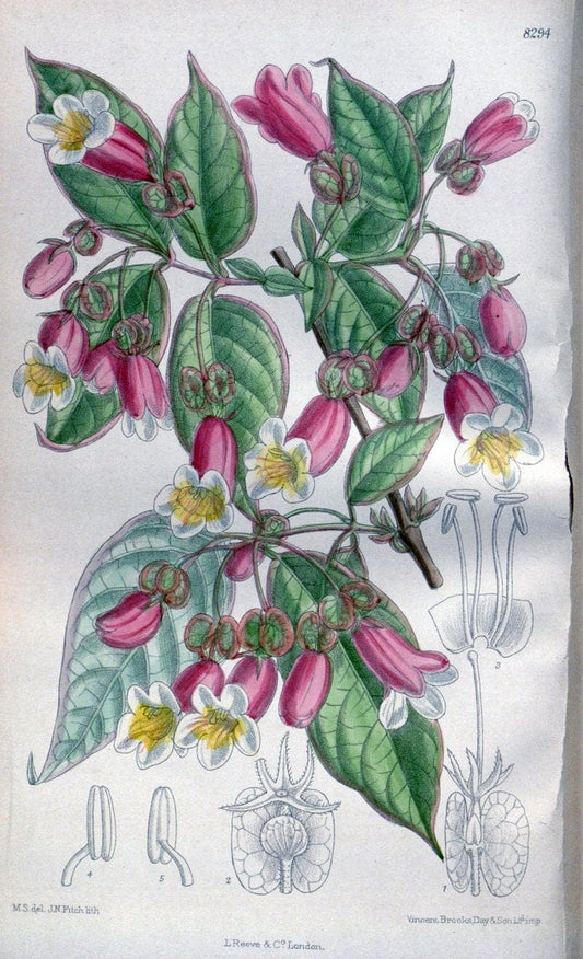 Curtis's botanical magazine. London ; New York [etc.] :Academic Press [etc.]. | "Botanical illustration" Botany Periodicals "Pictorial works" "Plants, Ornamental"  | Vintage Print Reproduction 457037
