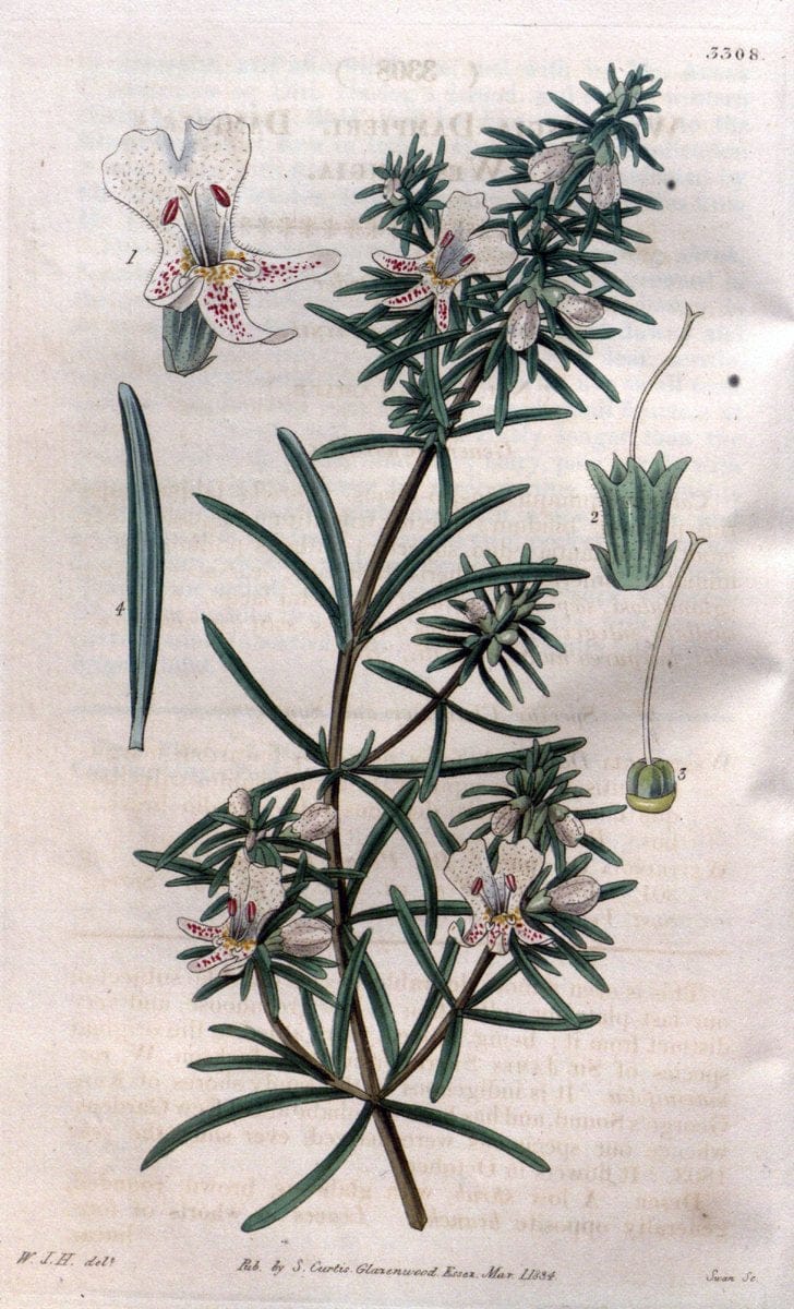 Curtis's botanical magazine..London ;New York [etc.] :Academic Press [etc.]. |  | Vintage Print Reproduction 457038