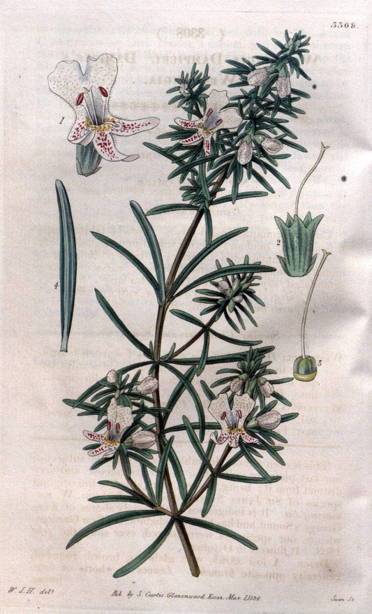 Curtis's botanical magazine..London ;New York [etc.] :Academic Press [etc.]. |  | Vintage Print Reproduction 457038