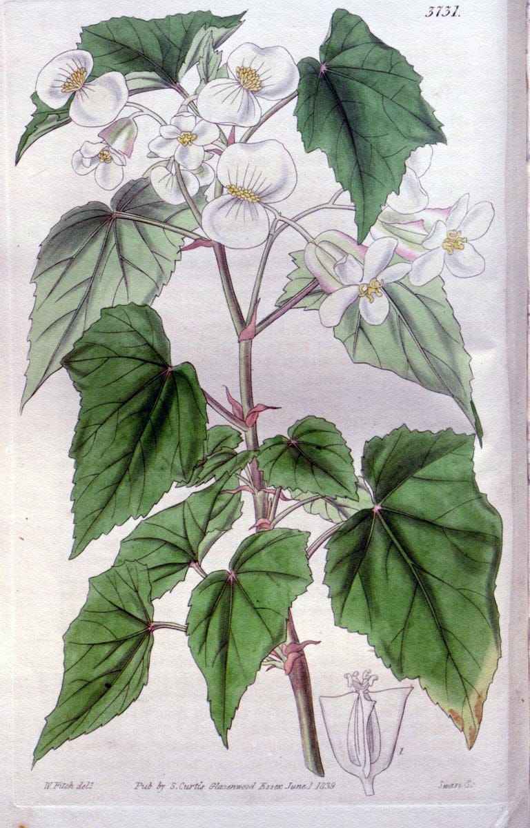 Curtis's botanical magazine..London ;New York [etc.] :Academic Press [etc.]. |  | Vintage Print Reproduction 457039