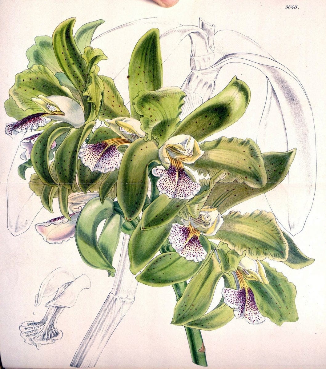 Curtis's botanical magazine. London ; New York [etc.] :Academic Press [etc.]. | "Botanical illustration" Botany Periodicals "Pictorial works" "Plants, Ornamental"  | Vintage Print Reproduction 457040