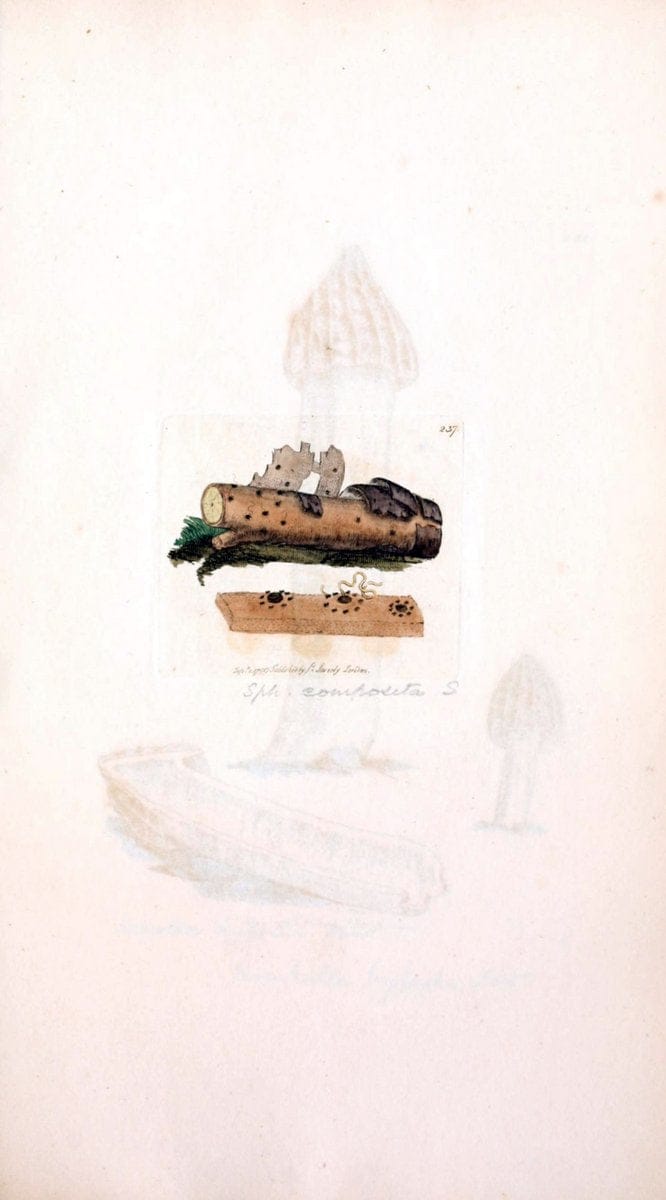 Coloured figures of English fungi or mushrooms. London,Printed by J. Davis,1797-[1809]. | England Mushrooms  | Vintage Print Reproduction 457041
