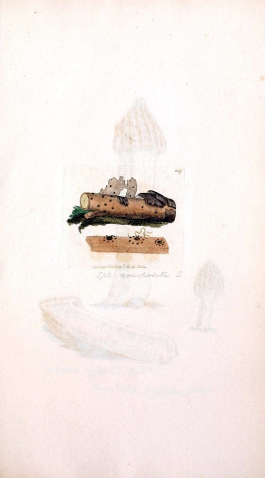 Coloured figures of English fungi or mushrooms. London,Printed by J. Davis,1797-[1809]. | England Mushrooms  | Vintage Print Reproduction 457041