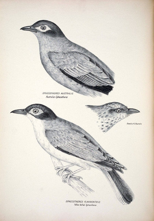 Companion to Gould's Handbook; or, Synopsis of the birds of Australia. Brisbane,Thorne & Greenwell,1877.  | Australia Birds | Vintage Print Reproduction 457042