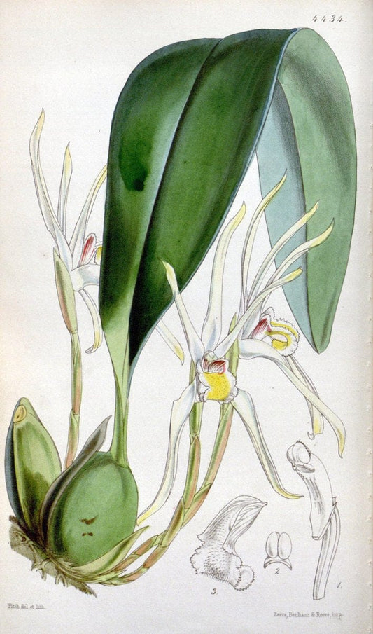 Curtis's botanical magazine. London ;New York [etc.] :Academic Press [etc.]. | Botany Periodicals "Pictorial works"  | Vintage Print Reproduction 457043