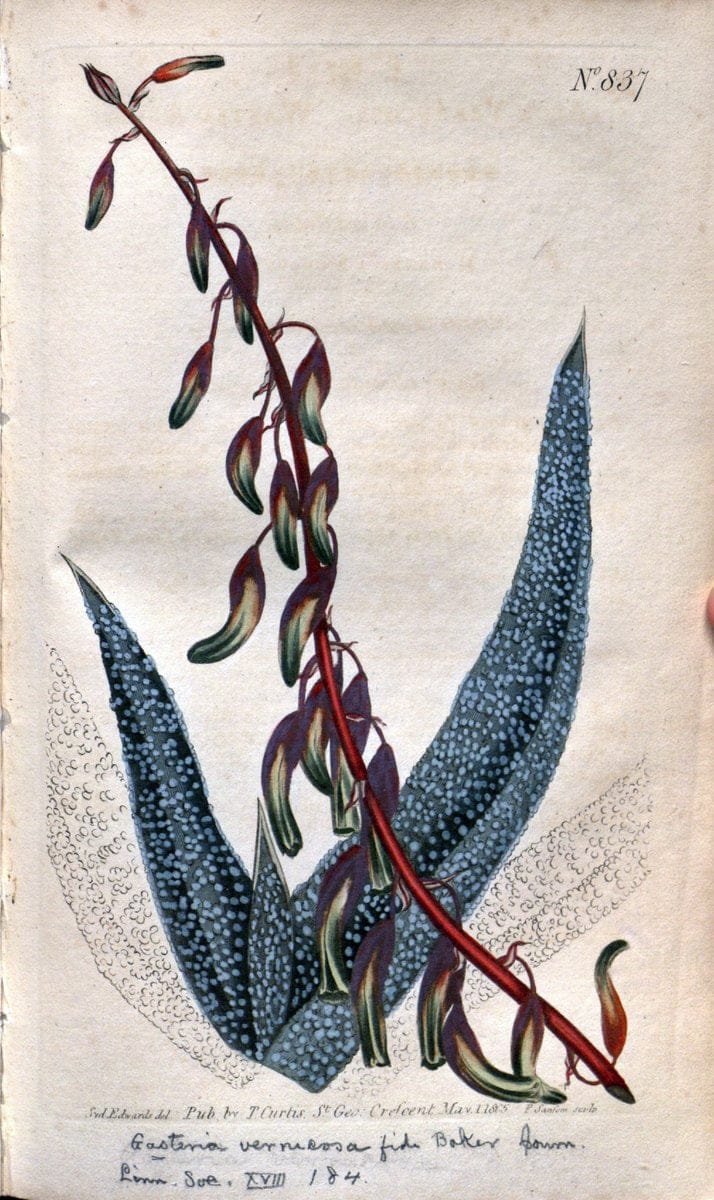 Curtis's botanical magazine. London ;New York [etc.] :Academic Press [etc.]. | Botany Periodicals "Pictorial works"  | Vintage Print Reproduction 457044