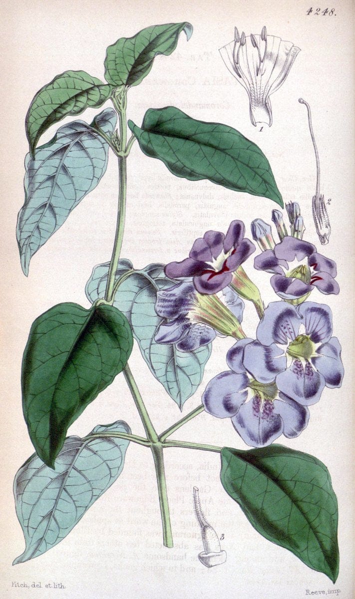 Curtis's botanical magazine. London ;New York [etc.] :Academic Press [etc.]. | Botany Periodicals "Pictorial works"  | Vintage Print Reproduction 457045