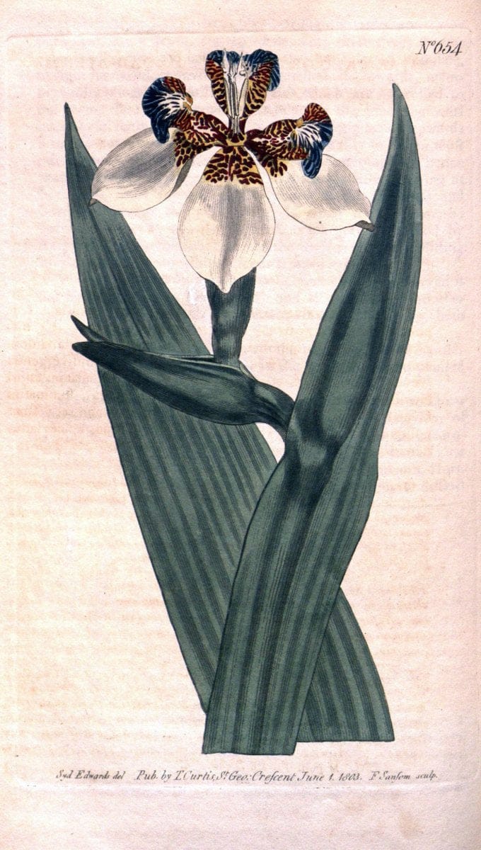 Curtis's botanical magazine. London ;New York [etc.] :Academic Press [etc.]. | Botany Periodicals "Pictorial works"  | Vintage Print Reproduction 457046