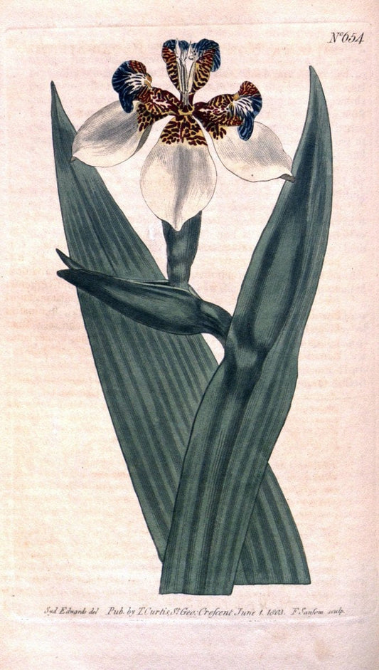Curtis's botanical magazine. London ;New York [etc.] :Academic Press [etc.]. | Botany Periodicals "Pictorial works"  | Vintage Print Reproduction 457046