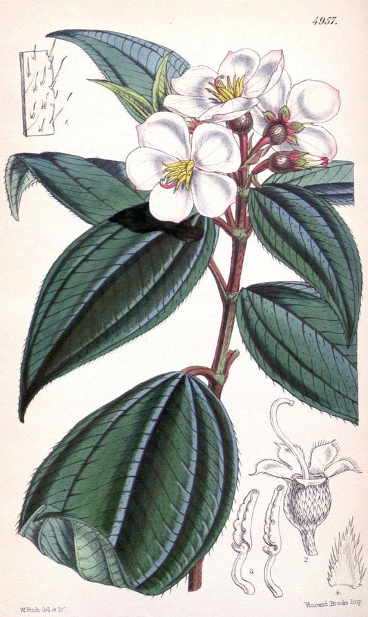 Curtis's botanical magazine. London ;New York [etc.] :Academic Press [etc.]. | Botany Periodicals "Pictorial works"  | Vintage Print Reproduction 457047