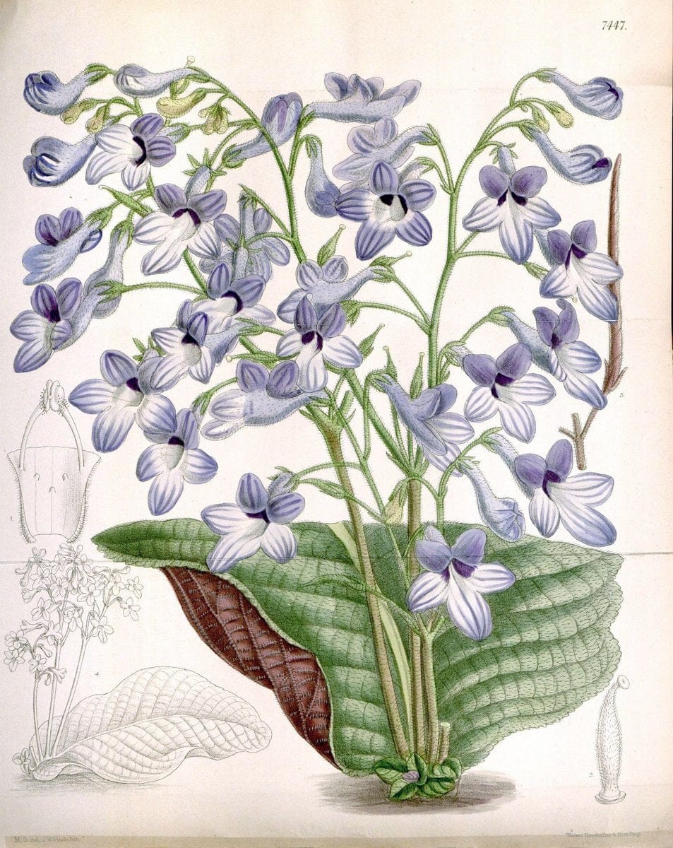 Curtis's botanical magazine. London ; New York [etc.] :Academic Press [etc.]. | "Botanical illustration" Botany Periodicals "Pictorial works" "Plants, Ornamental"  | Vintage Print Reproduction 457048