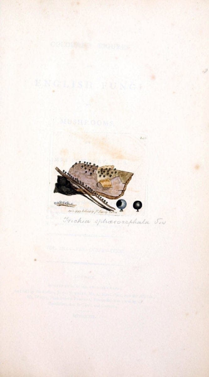 Coloured figures of English fungi or mushrooms. London,Printed by J. Davis,1797-[1809]. | England Mushrooms  | Vintage Print Reproduction 457051