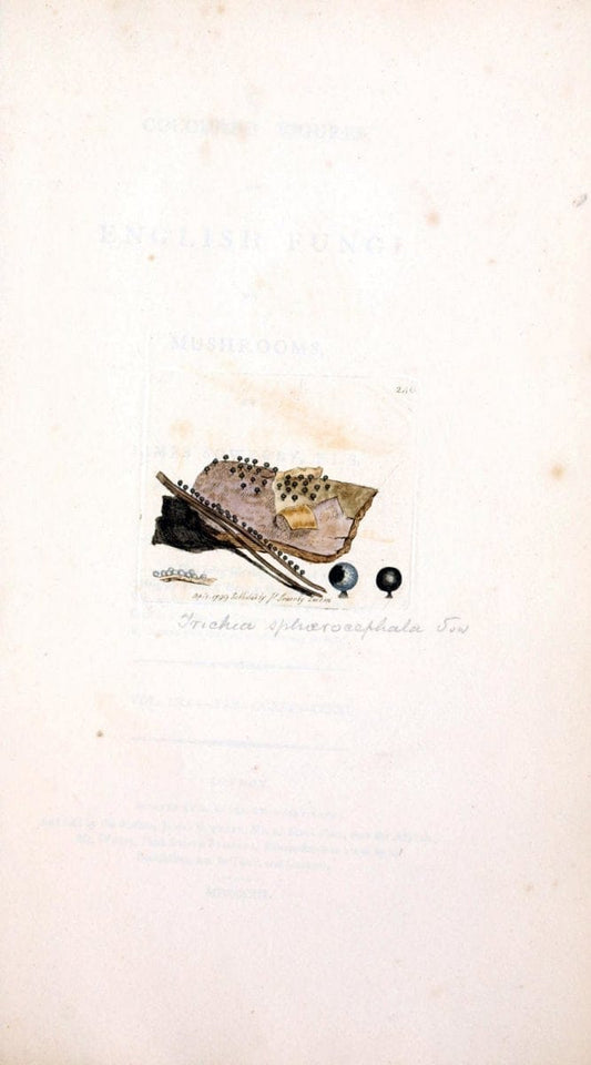 Coloured figures of English fungi or mushrooms. London,Printed by J. Davis,1797-[1809]. | England Mushrooms  | Vintage Print Reproduction 457051