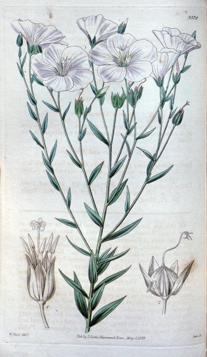 Curtis's botanical magazine. London ; New York [etc.] :Academic Press [etc.]. | "Botanical illustration" Botany Periodicals "Pictorial works" "Plants, Ornamental"  | Vintage Print Reproduction 457053