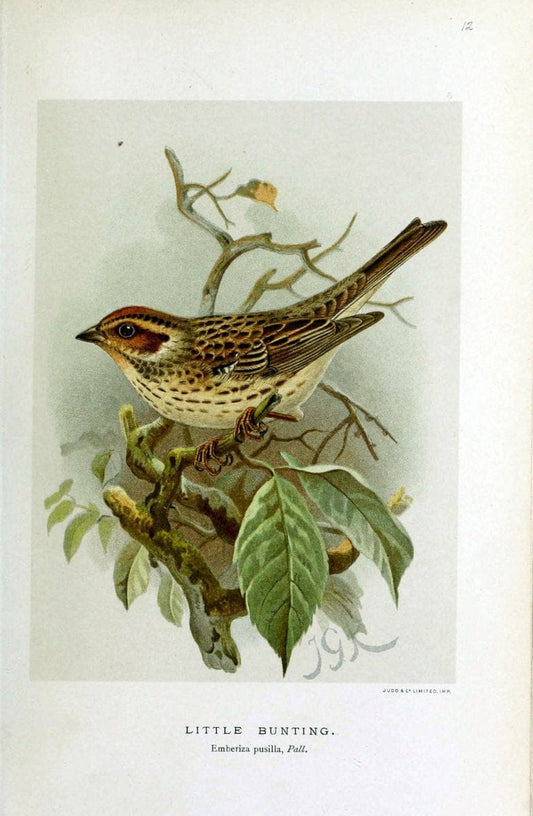 Coloured figures of the birds of the British Islands | "Little Bunting" "taxonomy:binomial=Emberiza pusilla" Birds "Great Britain" ogy, Erns | Vintage Print Reproduction 457054