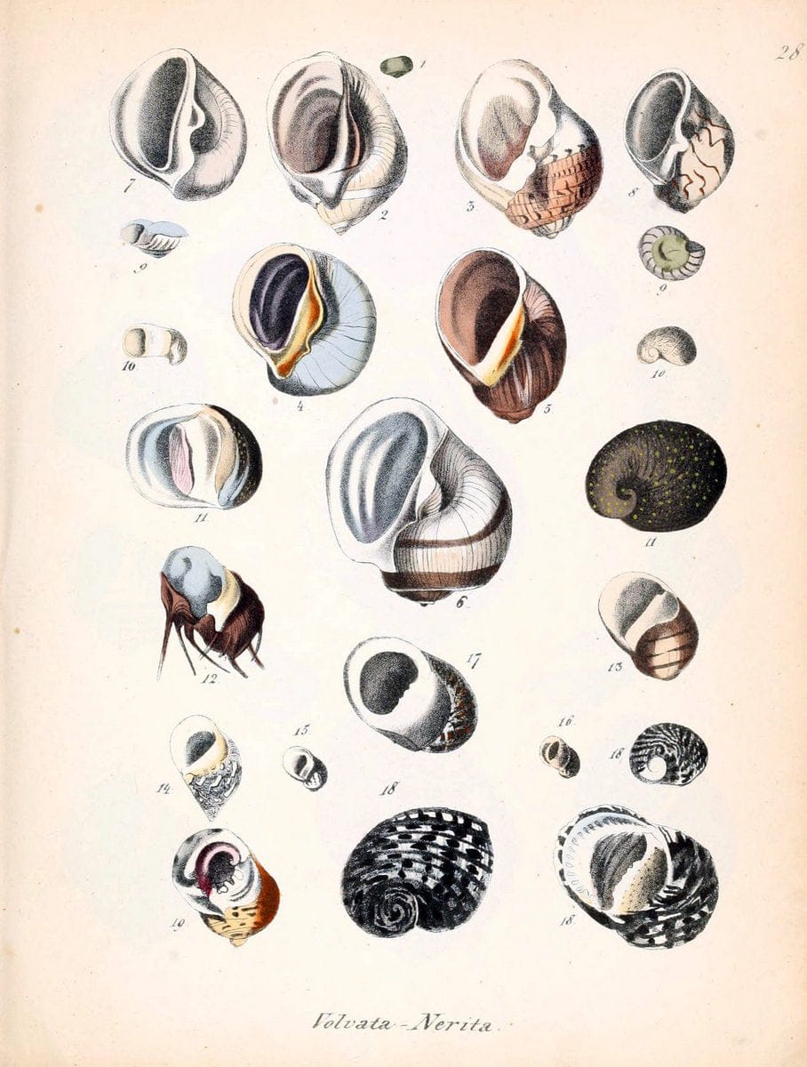 Conchylienbuch, oder, Allgemeine und besondere Naturgeschichte der Muscheln und Schnecke | Mollusks "Pictorial works"  | Vintage Print Reproduction 457056