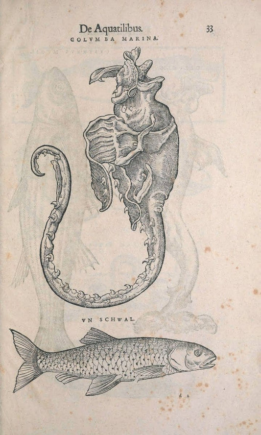 Conradi Gesneri medici Tigurini Historiae animalium liber IV :.Francofurti :In Bibliopol | "Early works to 1800" Fishes Mollusks "Pre-Linnean works" Zoology | Vintage Print Reproduction 457057