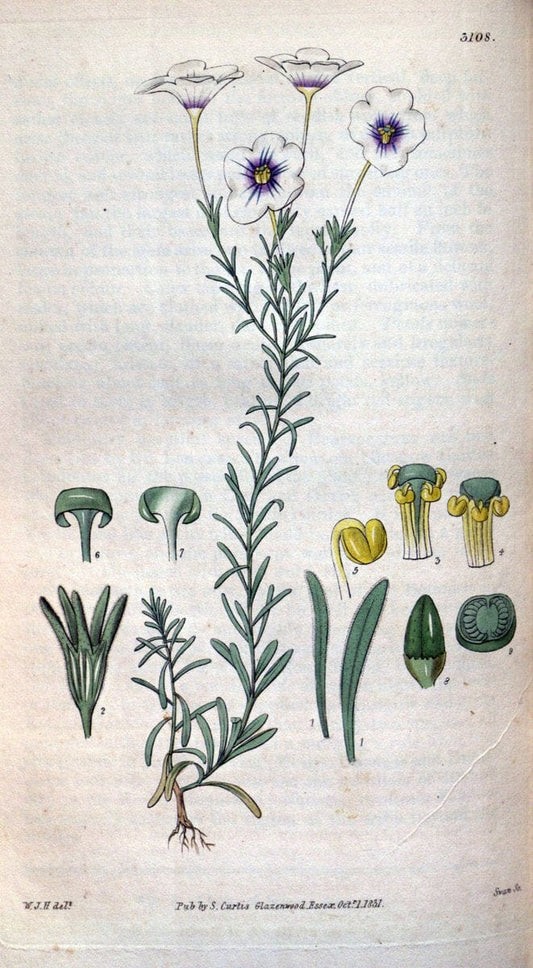 Curtis's botanical magazine..London ;New York [etc.] :Academic Press [etc.]. |  | Vintage Print Reproduction 457058