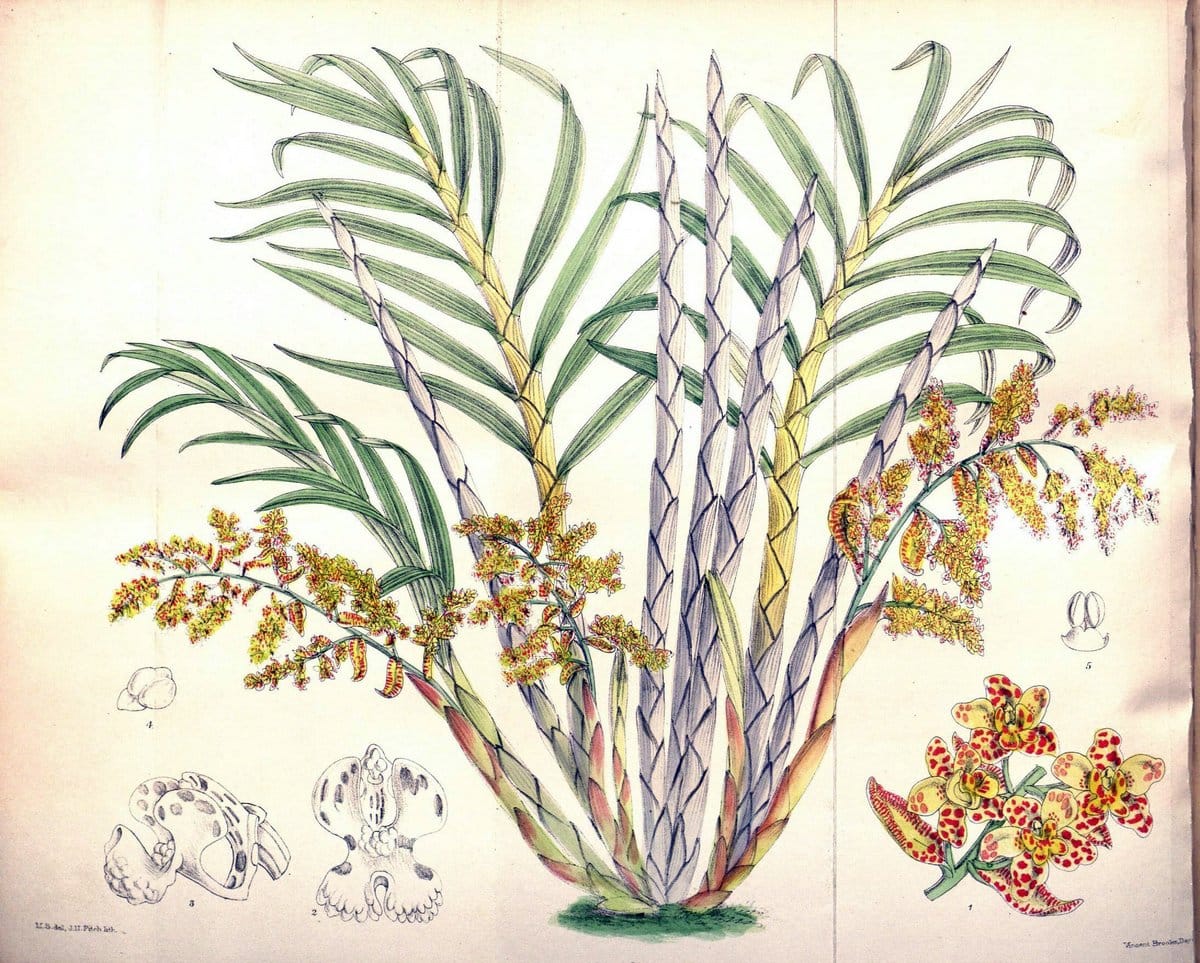 Curtis's botanical magazine. London ; New York [etc.] :Academic Press [etc.]. | "Botanical illustration" Botany Periodicals "Pictorial works" "Plants, Ornamental"  | Vintage Print Reproduction 457059