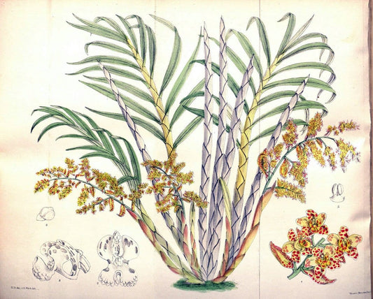 Curtis's botanical magazine. London ; New York [etc.] :Academic Press [etc.]. | "Botanical illustration" Botany Periodicals "Pictorial works" "Plants, Ornamental"  | Vintage Print Reproduction 457059