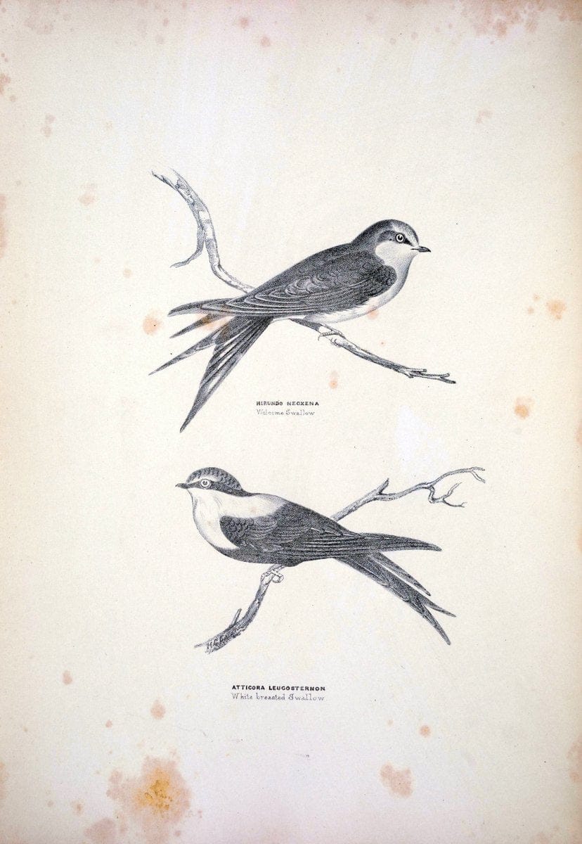 Companion to Gould's Handbook; or, Synopsis of the birds of Australia. Brisbane,Thorne & Greenwell,1877.  | Australia Birds | Vintage Print Reproduction 457060
