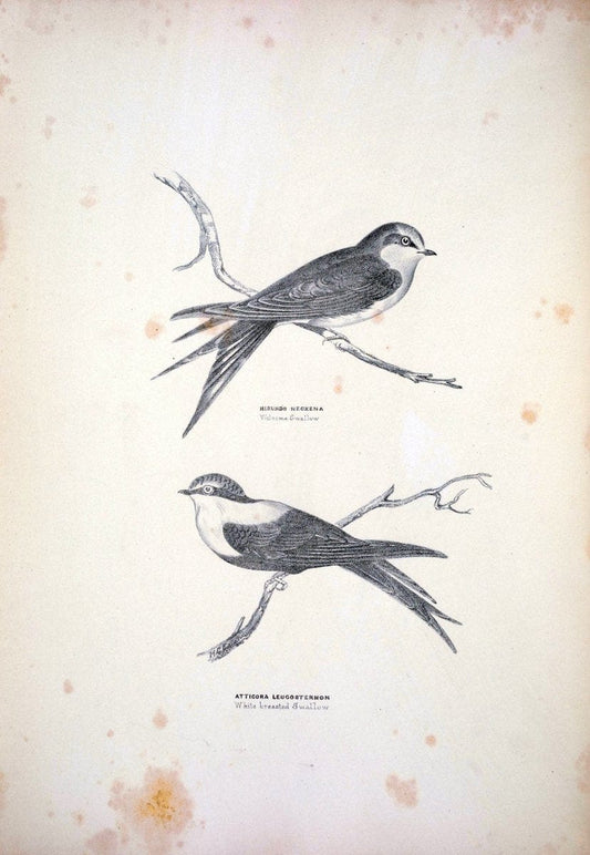 Companion to Gould's Handbook; or, Synopsis of the birds of Australia. Brisbane,Thorne & Greenwell,1877.  | Australia Birds | Vintage Print Reproduction 457060