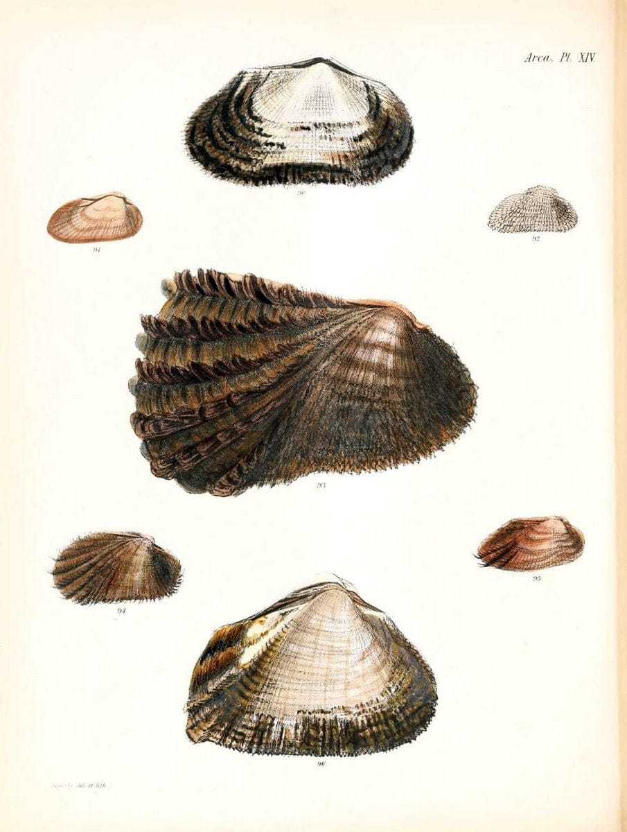 Conchologia iconica, or, Illustrations of the shells of molluscous animals /.London :Reeve, Brothers,1843-1878.  | Mollusks "Pictorial works" Shells | Vintage Print Reproduction 457061