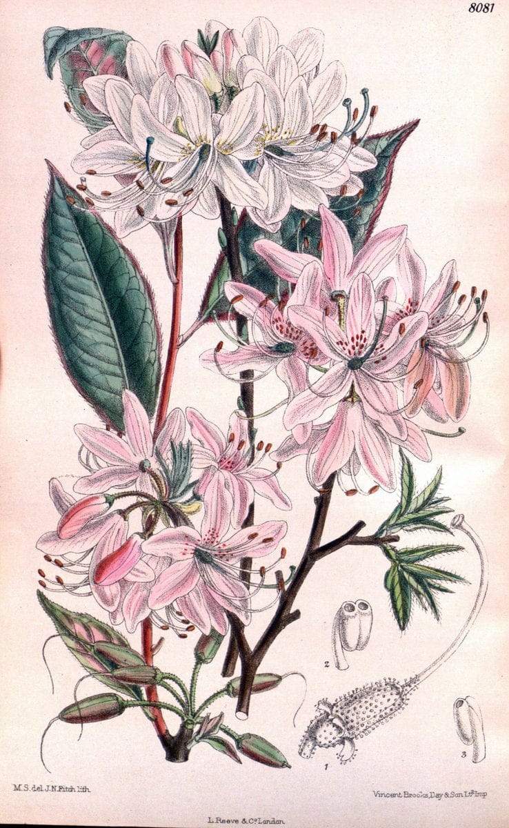 Curtis's botanical magazine. London ; New York [etc.] :Academic Press [etc.]. | "Botanical illustration" Botany Periodicals "Pictorial works" "Plants, Ornamental"  | Vintage Print Reproduction 457062