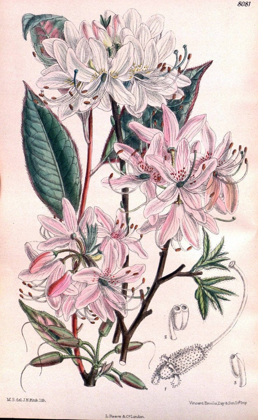 Curtis's botanical magazine. London ; New York [etc.] :Academic Press [etc.]. | "Botanical illustration" Botany Periodicals "Pictorial works" "Plants, Ornamental"  | Vintage Print Reproduction 457062