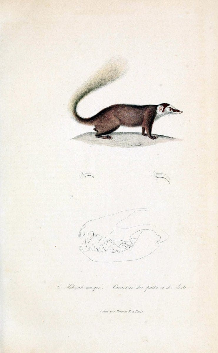 ComplÃ©ments de Buffon. t.1.Paris :P. Pourrat FrÃ¨res,1838. | Anthropology Birds Mammals SIL | Vintage Print Reproduction 457063