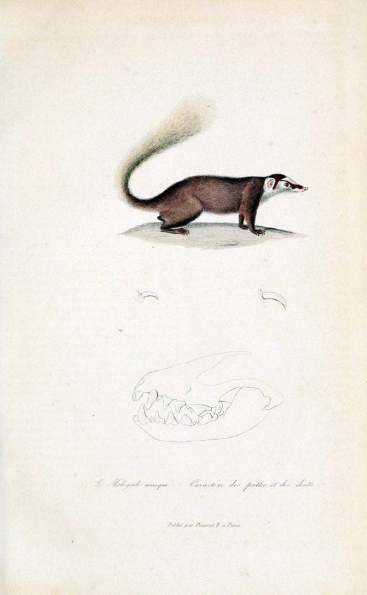 ComplÃ©ments de Buffon. t.1.Paris :P. Pourrat FrÃ¨res,1838. | Anthropology Birds Mammals SIL | Vintage Print Reproduction 457063