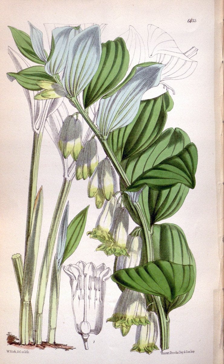 Curtis's botanical magazine. London ; New York [etc.] :Academic Press [etc.]. | "Botanical illustration" Botany Periodicals "Pictorial works" "Plants, Ornamental"  | Vintage Print Reproduction 457064