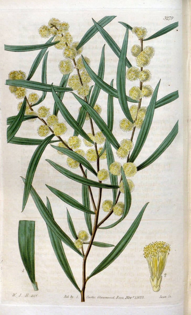 Curtis's botanical magazine. London ; New York [etc.] :Academic Press [etc.]. | "Botanical illustration" Botany Periodicals "Pictorial works" "Plants, Ornamental"  | Vintage Print Reproduction 457065