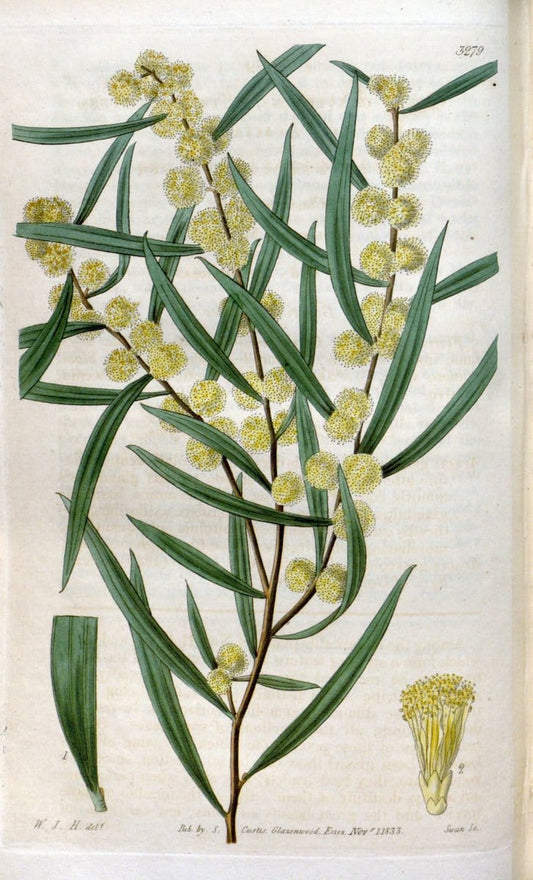 Curtis's botanical magazine. London ; New York [etc.] :Academic Press [etc.]. | "Botanical illustration" Botany Periodicals "Pictorial works" "Plants, Ornamental"  | Vintage Print Reproduction 457065