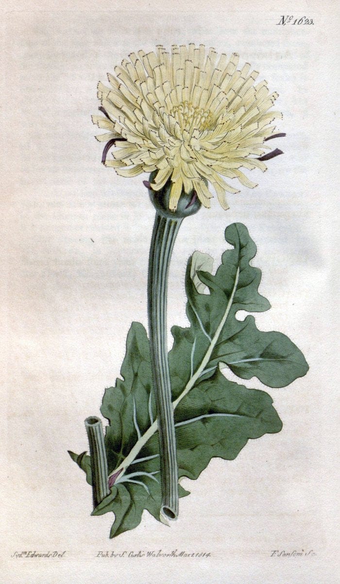 Curtis's botanical magazine. London ; New York [etc.] :Academic Press [etc.]. | "Botanical illustration" Botany Periodicals "Pictorial works" "Plants, Ornamental"  | Vintage Print Reproduction 457066