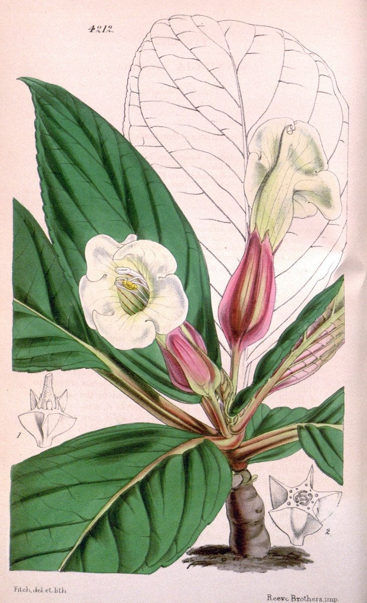 Curtis's botanical magazine. London ;New York [etc.] :Academic Press [etc.]. | Botany Periodicals "Pictorial works"  | Vintage Print Reproduction 457067