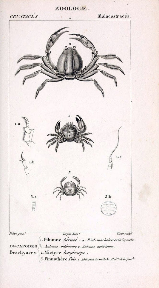 ConsidÃ©rations gÃ©nÃ©rales sur la classe des crustacÃ©s :.Paris :F.G. Levrault,1825.  | Crustacea France Zoology  | Vintage Print Reproduction 457068