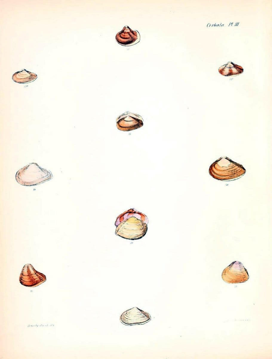 Conchologia iconica, or, Illustrations of the shells of molluscous animals /.London :Reeve, Brothers,1843-1878.  | Mollusks "Pictorial works" Shells | Vintage Print Reproduction 457069