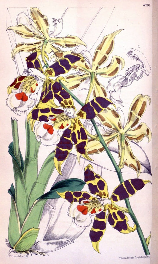 Curtis's botanical magazine. London ; New York [etc.] :Academic Press [etc.]. | "Botanical illustration" Botany Periodicals "Pictorial works" "Plants, Ornamental"  | Vintage Print Reproduction 457070