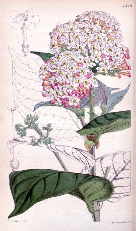 Curtis's botanical magazine. London ; New York [etc.] :Academic Press [etc.]. | "Botanical illustration" Botany Periodicals "Pictorial works" "Plants, Ornamental"  | Vintage Print Reproduction 457071