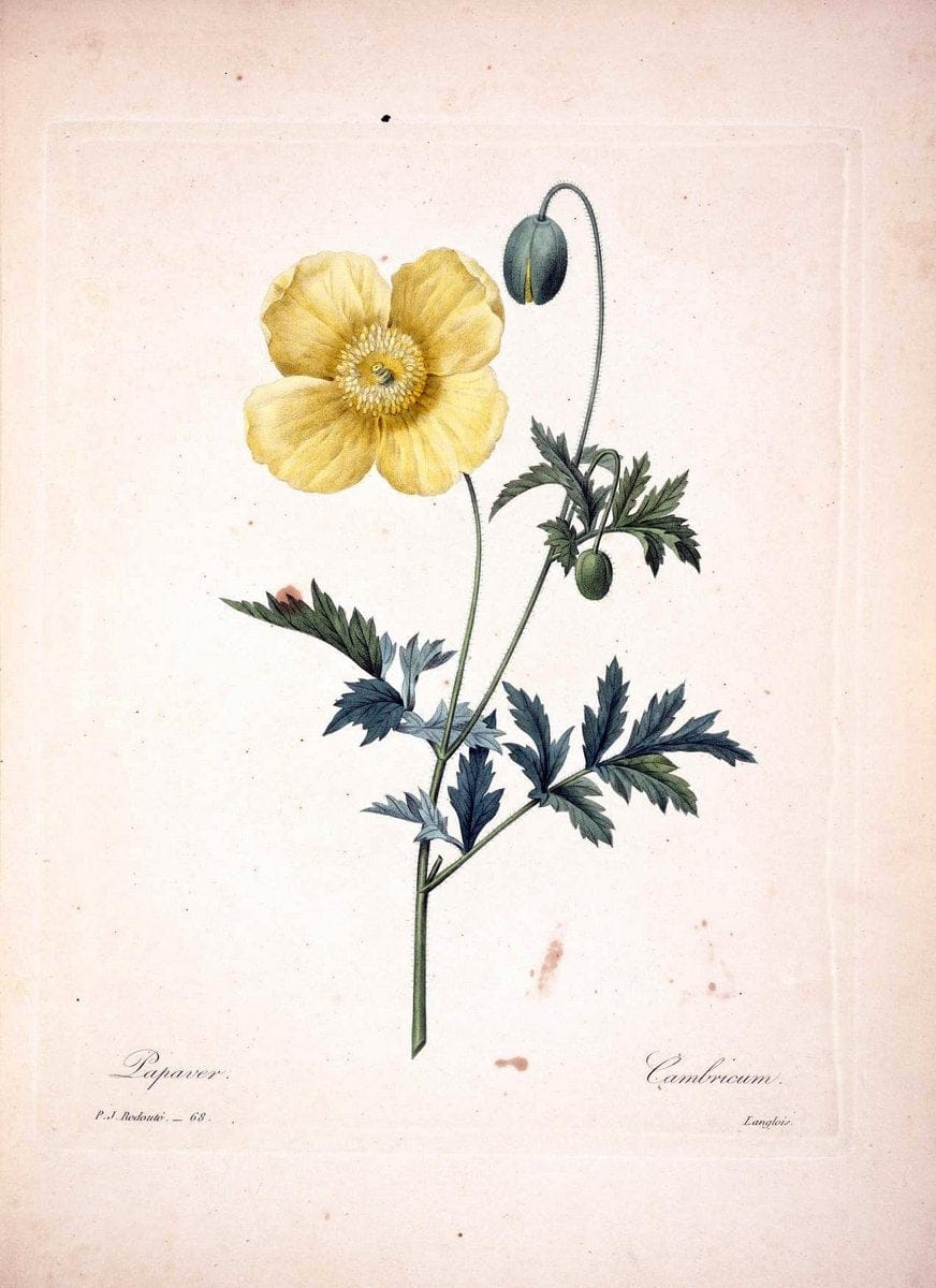 Choix des plus belles fleurs :.Paris :Ernest Panckoucke,[1833].  | 1833 Botany France Icones "Pictorial works"  | Vintage Print Reproduction 457072