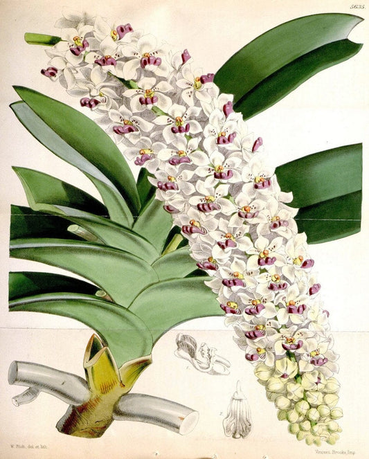 Curtis's botanical magazine. London ; New York [etc.] :Academic Press [etc.]. | "Botanical illustration" Botany Periodicals "Pictorial works" "Plants, Ornamental"  | Vintage Print Reproduction 457073