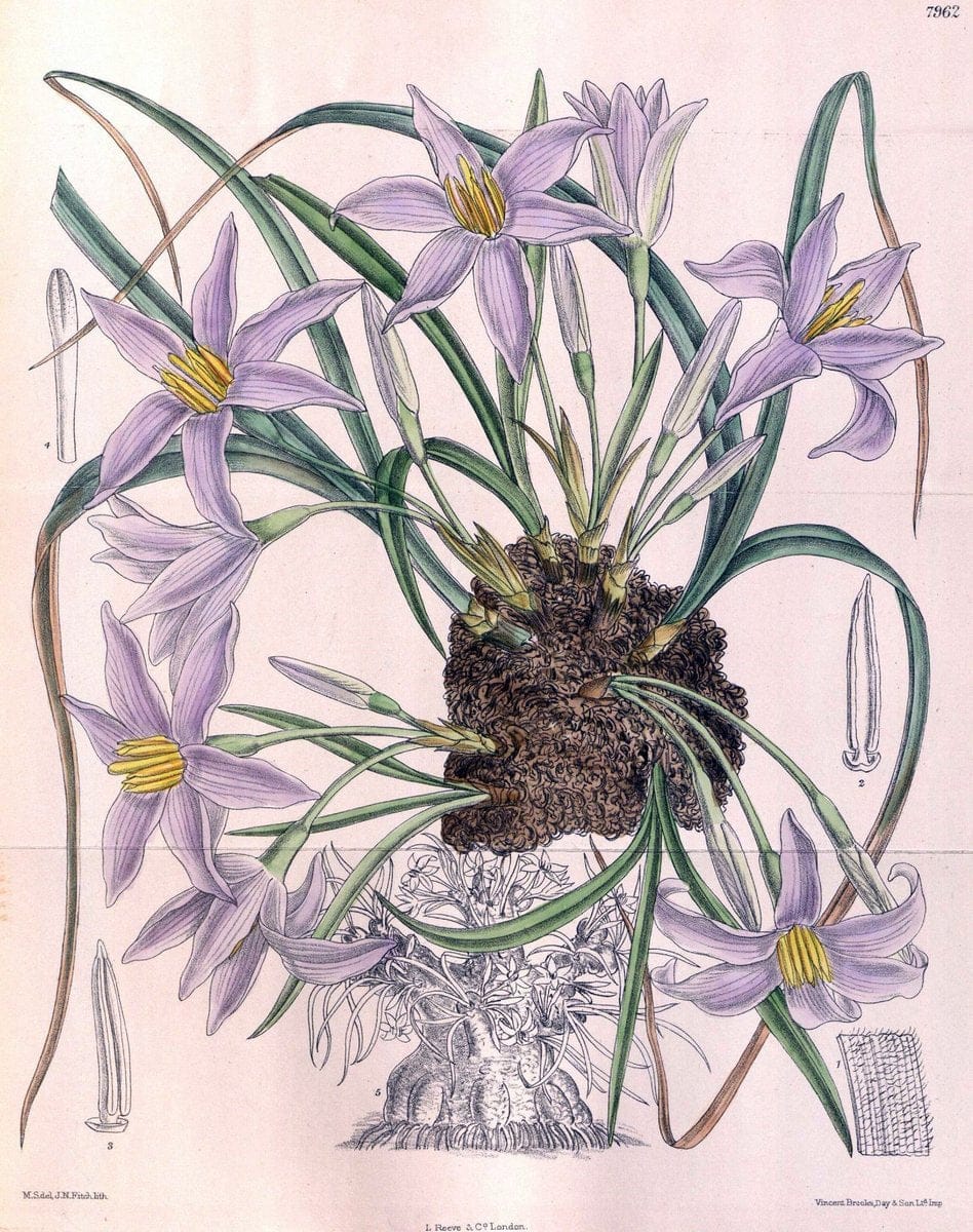 Curtis's botanical magazine. London ; New York [etc.] :Academic Press [etc.]. | "Botanical illustration" Botany Periodicals "Pictorial works" "Plants, Ornamental"  | Vintage Print Reproduction 457074