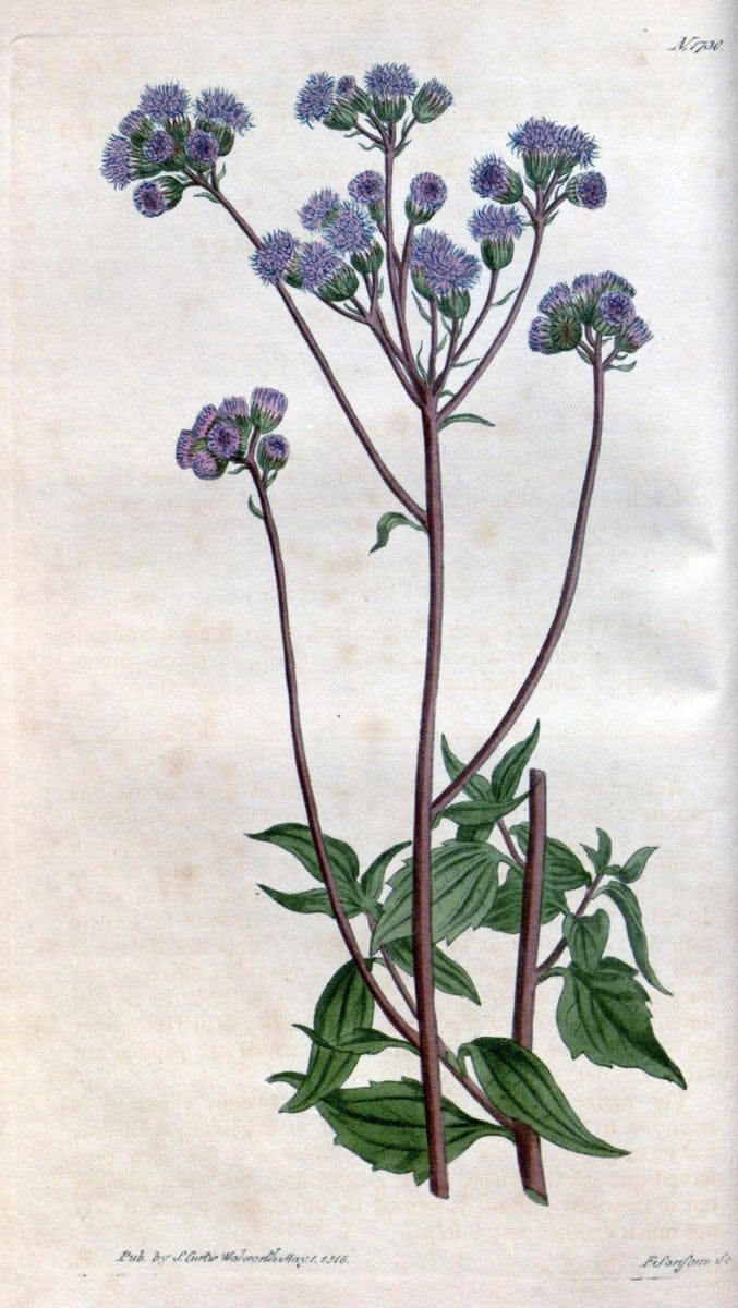 Curtis's botanical magazine. London ; New York [etc.] :Academic Press [etc.]. | "Botanical illustration" Botany Periodicals "Pictorial works" "Plants, Ornamental"  | Vintage Print Reproduction 457075