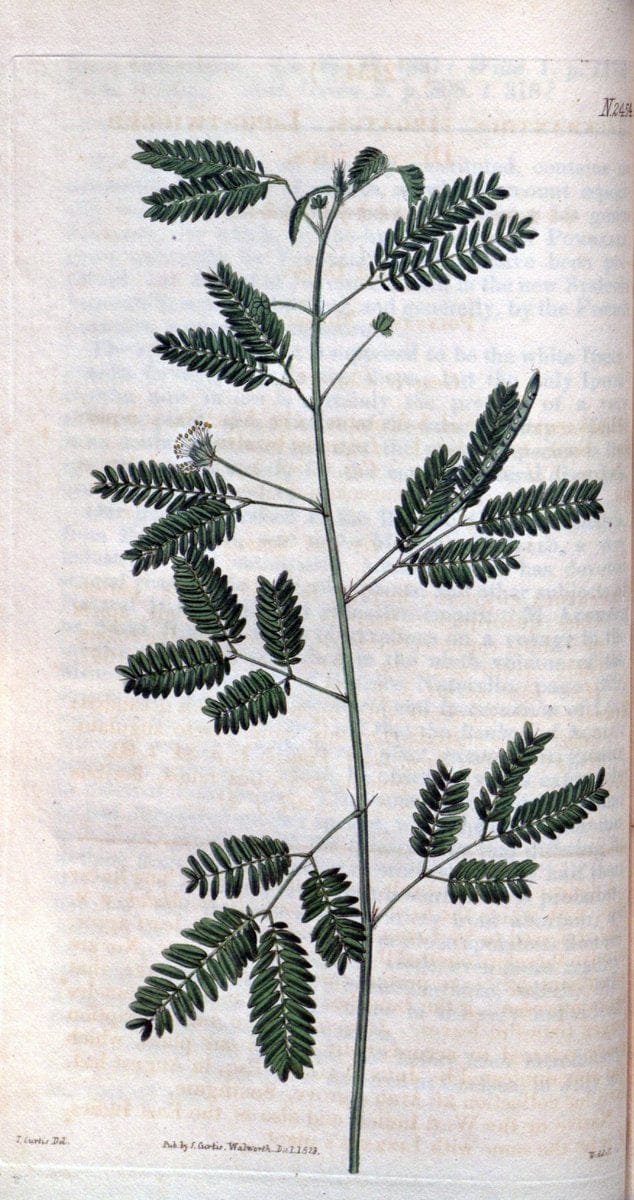 Curtis's botanical magazine. London ; New York [etc.] :Academic Press [etc.]. | "Botanical illustration" Botany Periodicals "Pictorial works" "Plants, Ornamental"  | Vintage Print Reproduction 457076