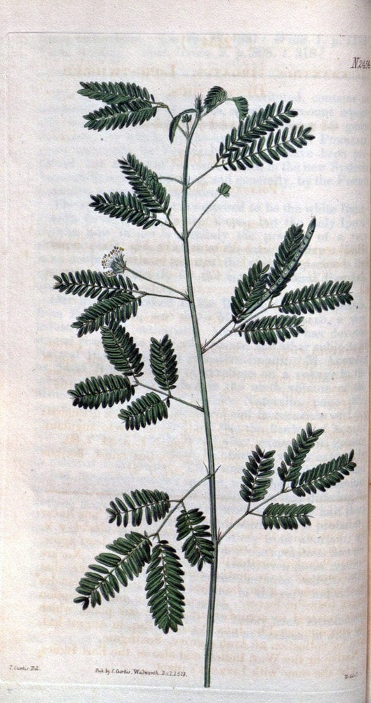 Curtis's botanical magazine. London ; New York [etc.] :Academic Press [etc.]. | "Botanical illustration" Botany Periodicals "Pictorial works" "Plants, Ornamental"  | Vintage Print Reproduction 457076