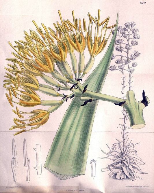 Curtis's botanical magazine. London ; New York [etc.] :Academic Press [etc.]. | "Botanical illustration" Botany Periodicals "Pictorial works" "Plants, Ornamental"  | Vintage Print Reproduction 457077