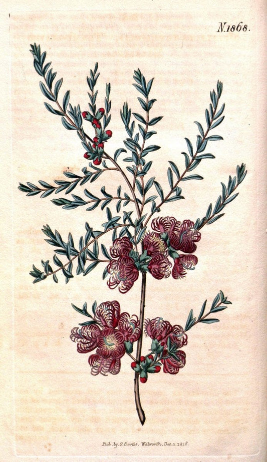 Curtis's botanical magazine. London ; New York [etc.] :Academic Press [etc.]. | "Botanical illustration" Botany Periodicals "Pictorial works" "Plants, Ornamental"  | Vintage Print Reproduction 457078